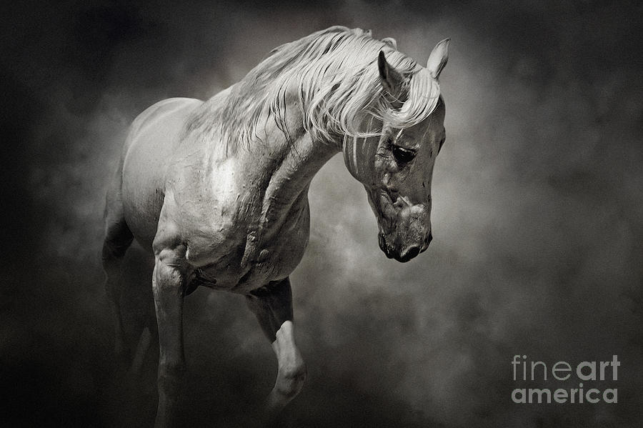 Black and White Horse - Equestrian art poster Photograph by Dimitar Hristov