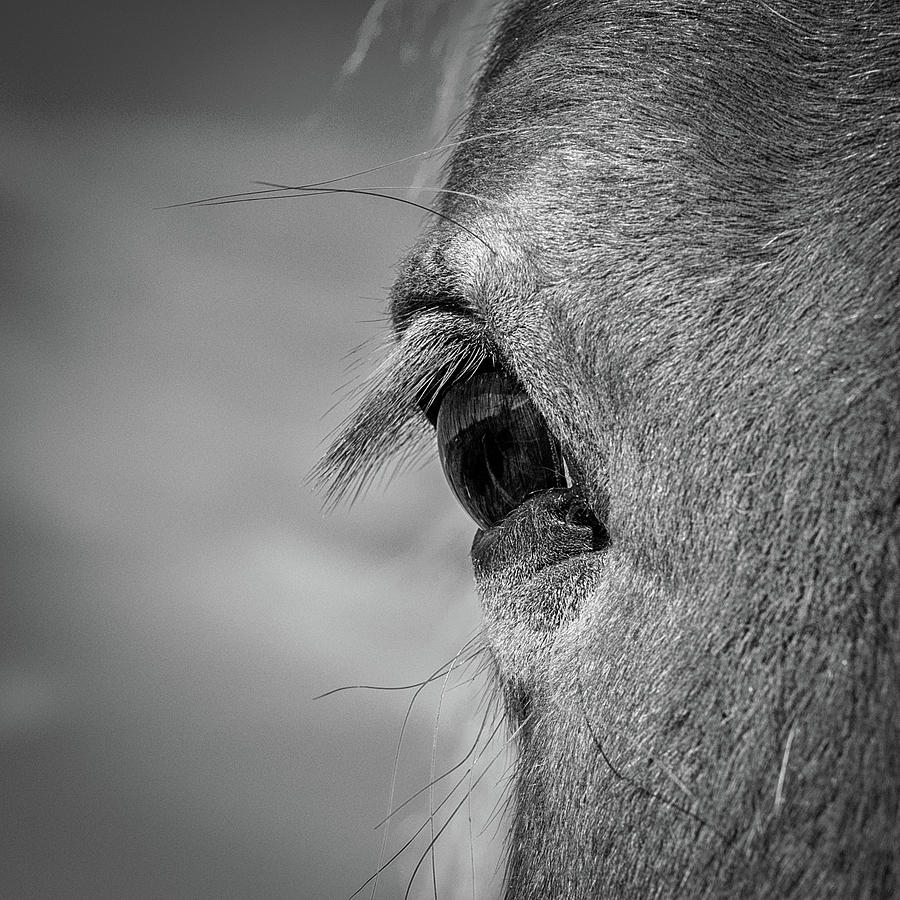 Black and white Horse eye Photograph by Paul Freidlund