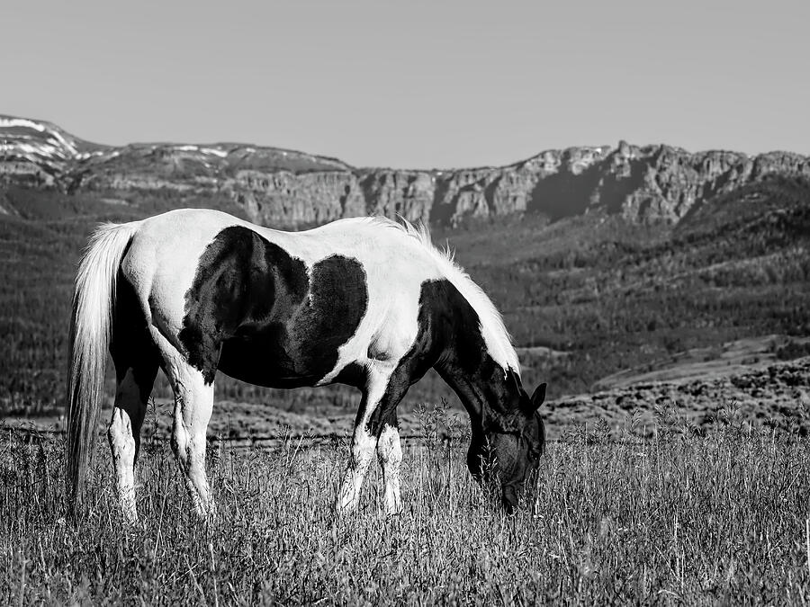 Black And White Photograph - Black and White Horse Grazing in Wyoming in Black and White  by Kay Brewer