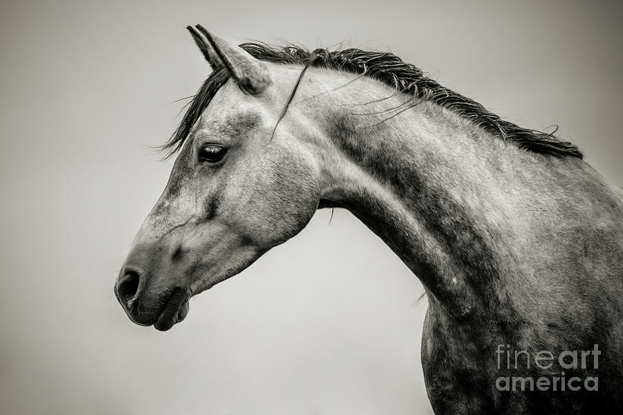 Black and White Horse Head Photograph by Dimitar Hristov