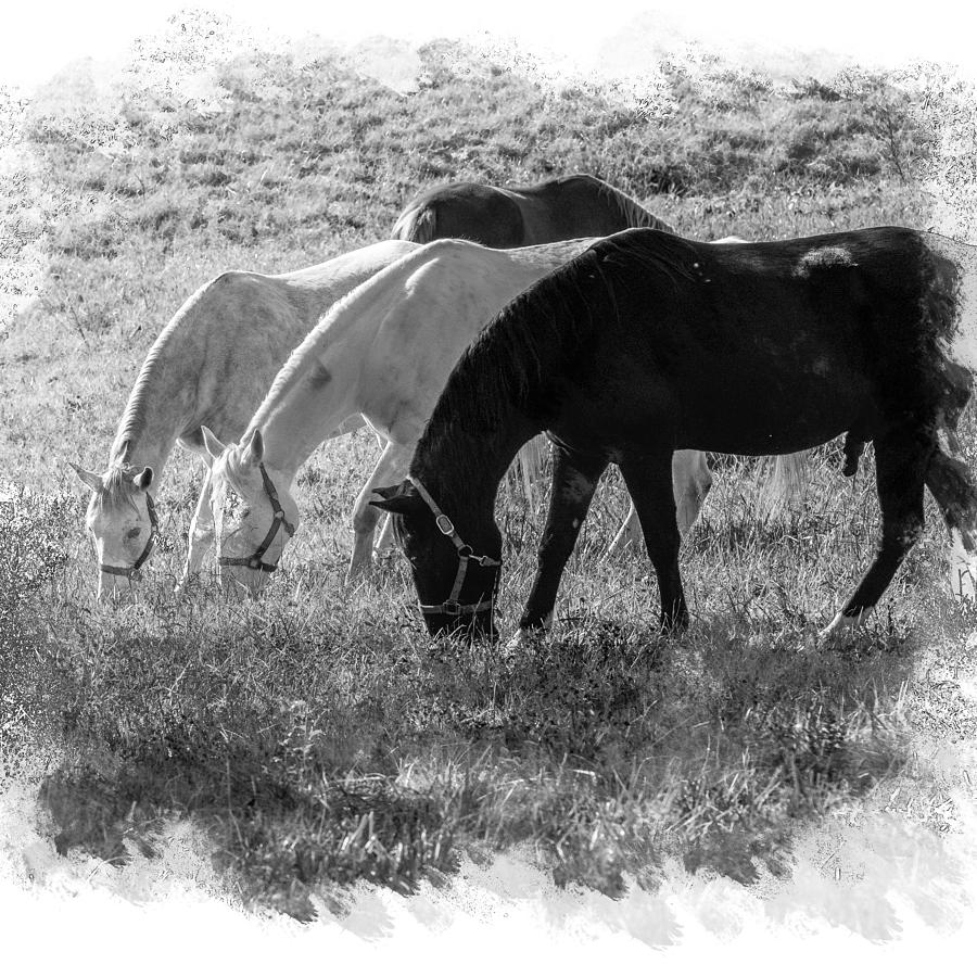 Black and White Horse Trio Grazing Photograph by Eleanor Abramson