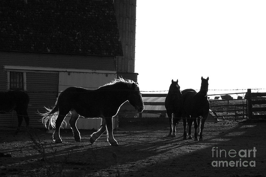 Black and White Horses Photograph by Julie Lueders 