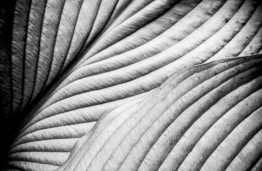 Black and White Hosta leaves Photograph by Gene Camarco - Fine Art America