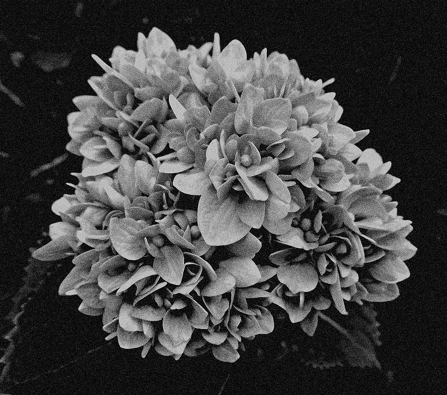 Black And White Hydrangea Photograph by Marian Bell