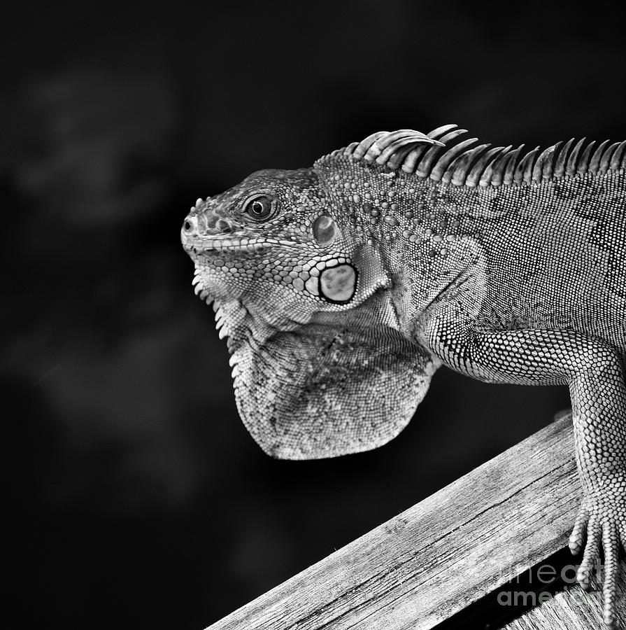 Black And White Iguana Photograph by Skip Willits
