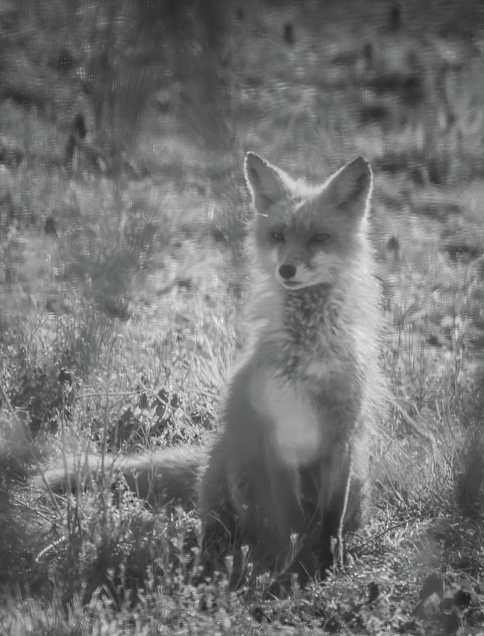 Black and White Image  Female Fox Photograph by Bruce Pritchett