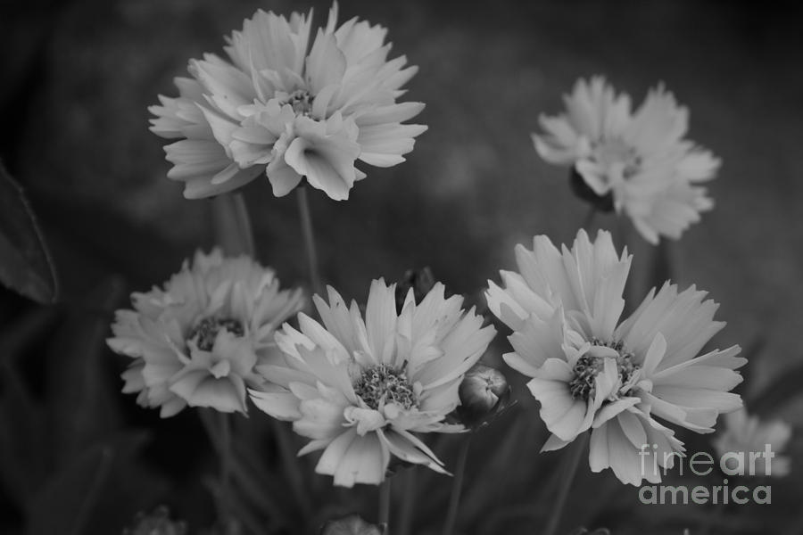 Black And White In The Daisy Family Photograph by Kay Novy