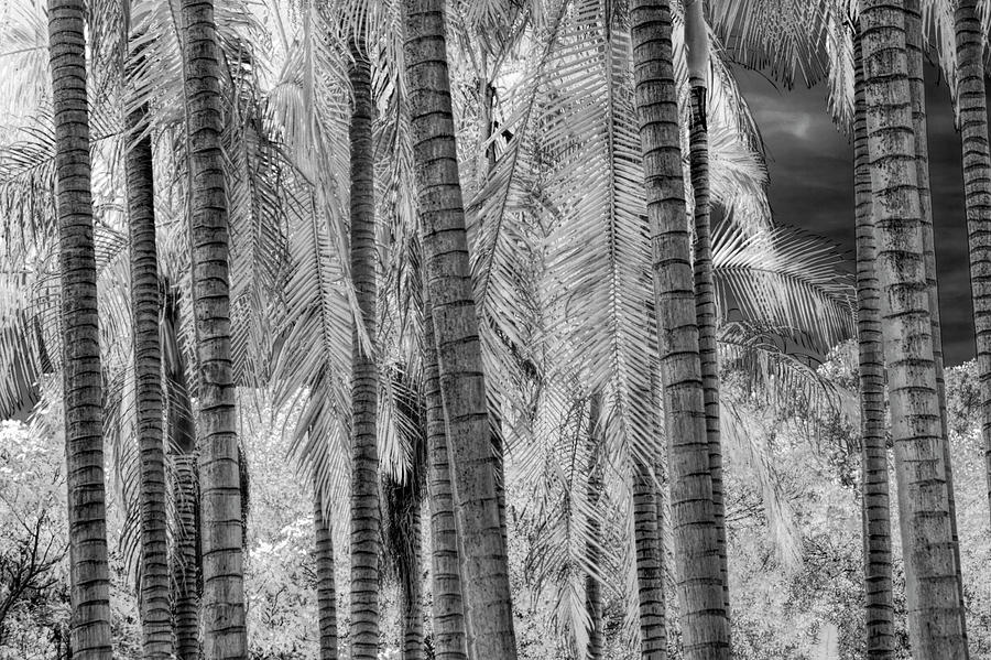 Black and White Infrared Palm Trees at The Huntington Library Photograph by Randall Nyhof