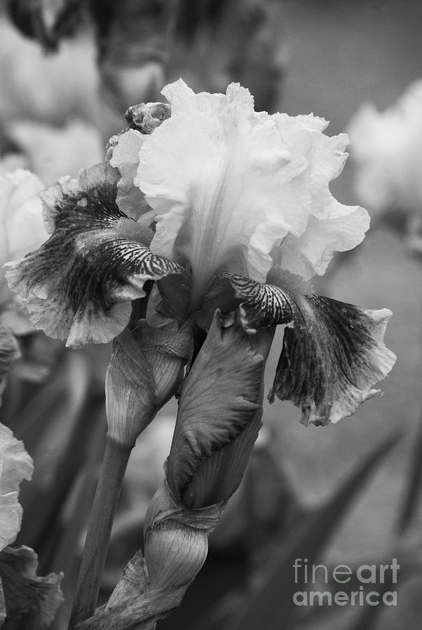 Black and white iris Photograph by Jim And Emily Bush