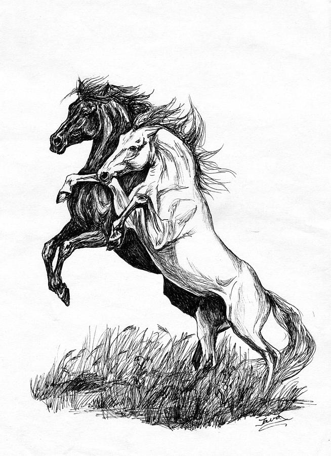 Horse Drawing - Black and White by Jana Goode