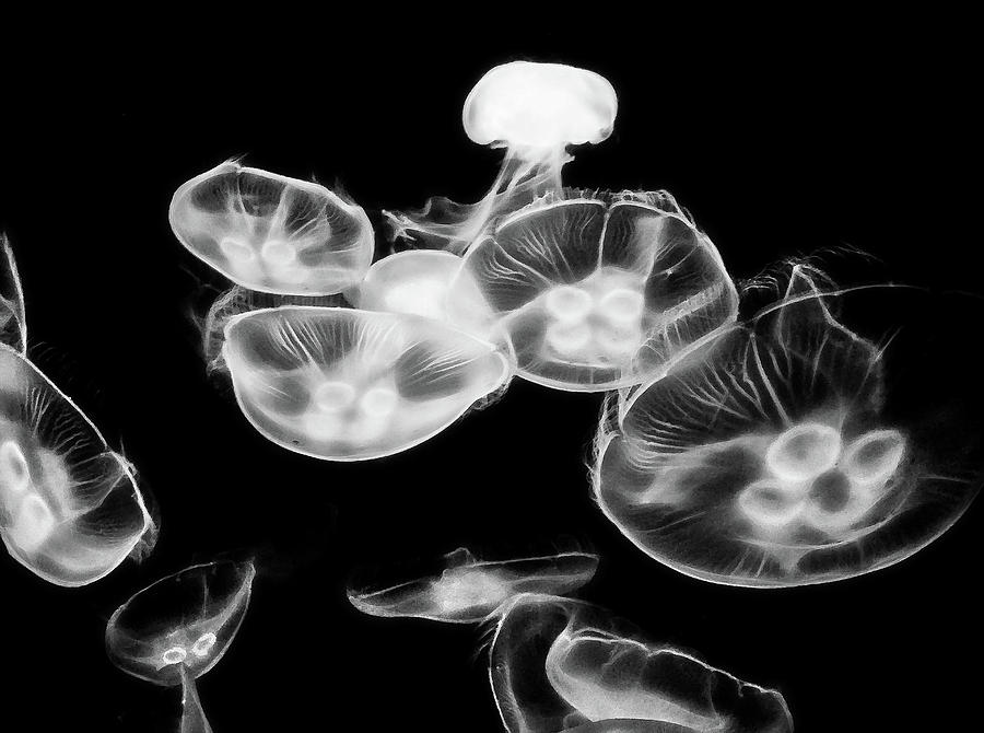 Fish Photograph - Black And White Jelly Art  by Miroslava Jurcik