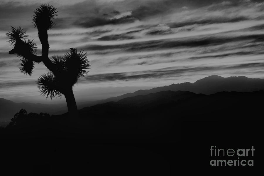 Black And White Joshua Tree Sunset Photograph by Adam Jewell