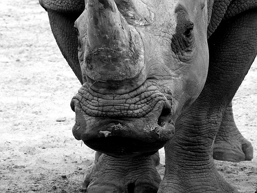 Nature Photograph -  Black and White Kiss a Rhino  by Christopher Mercer
