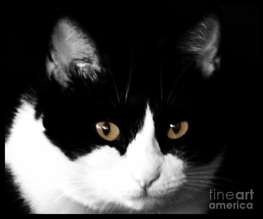 Black and White Kitty Photograph by JB Thomas