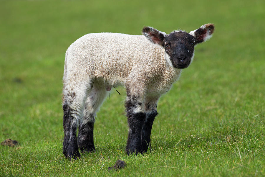 Black and White Lamb Photograph by Arterra Picture Library