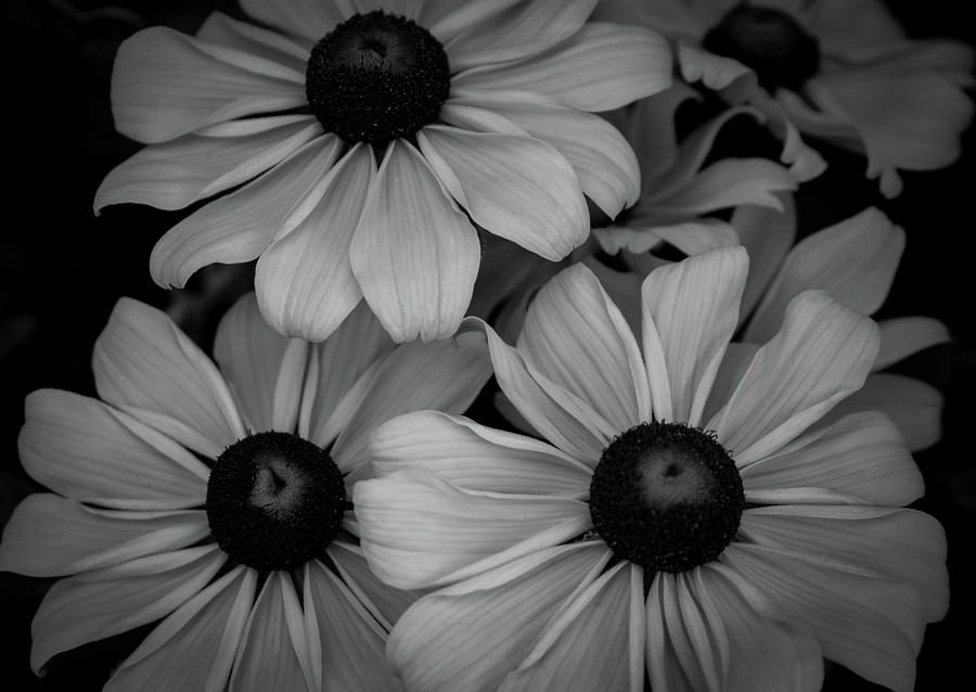 Black and White Late Blossoms 5177 BW_2 Photograph by Steven Ward