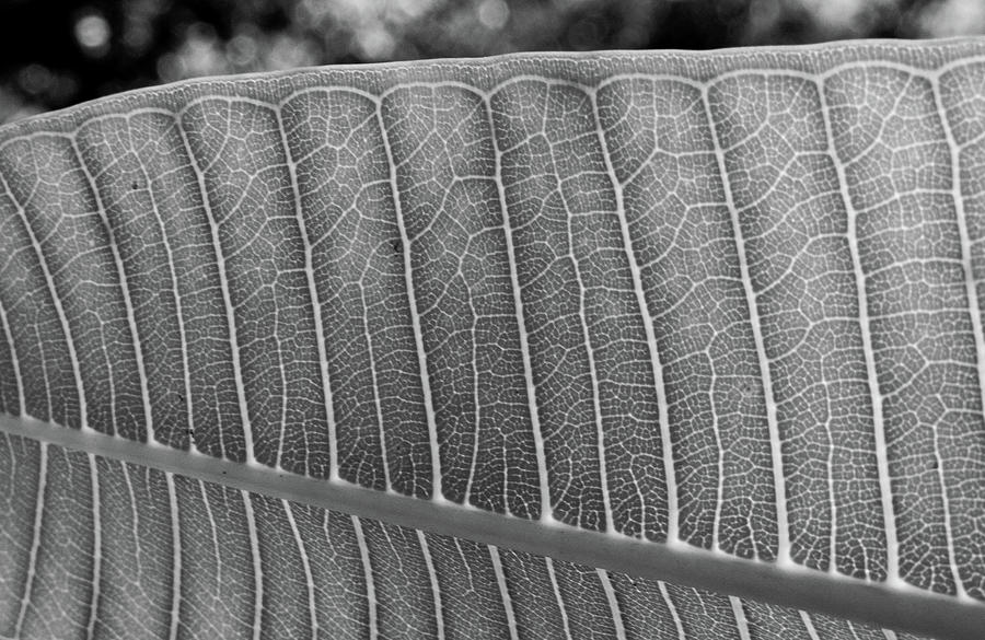 Black and White Leaf Photograph by Larah McElroy