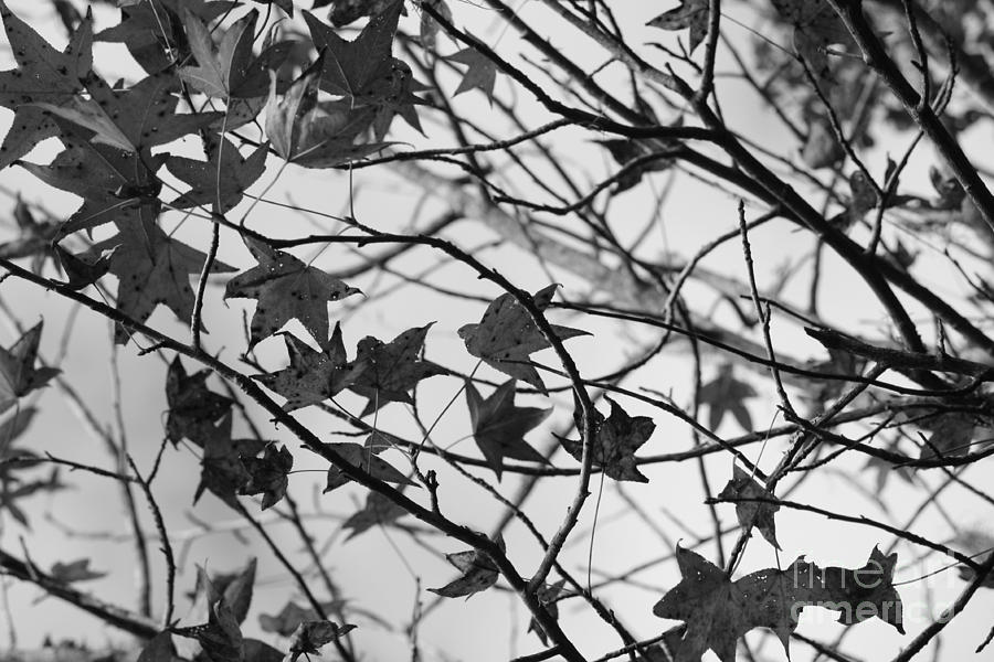 Black and White Leaves Photograph by Carol Groenen