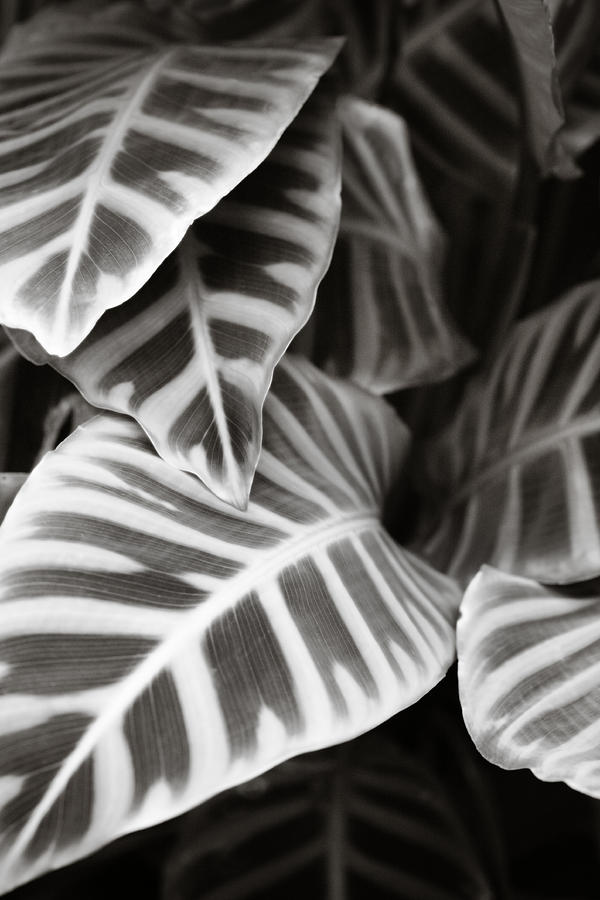 Black and White Leaves Photograph by Marilyn Hunt