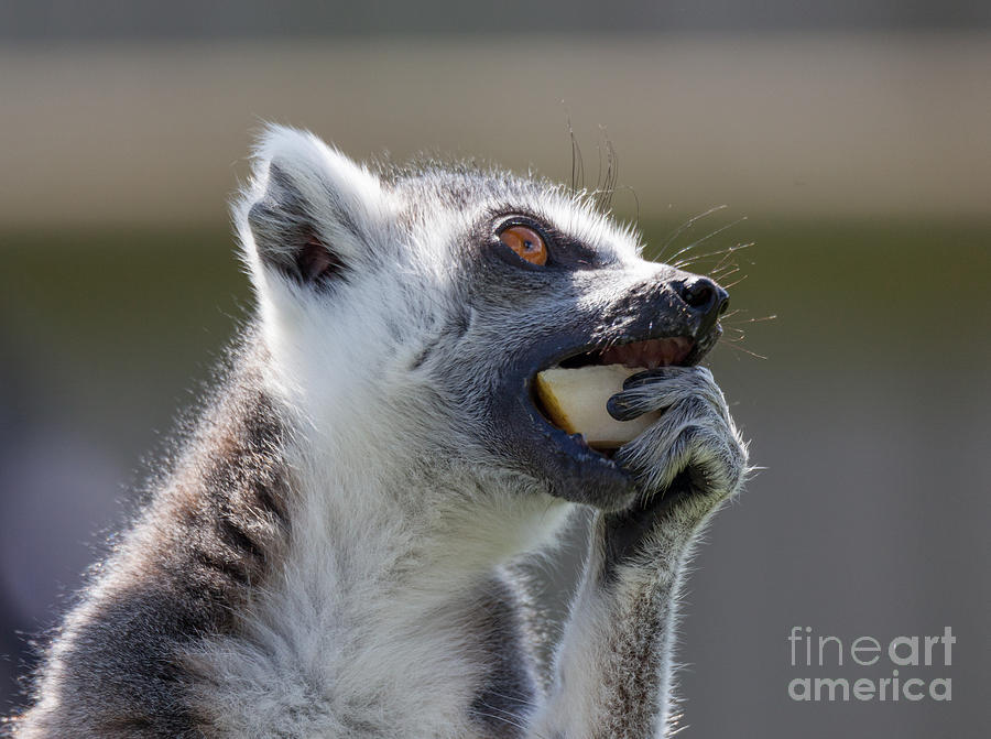 Black And White Lemur Photograph