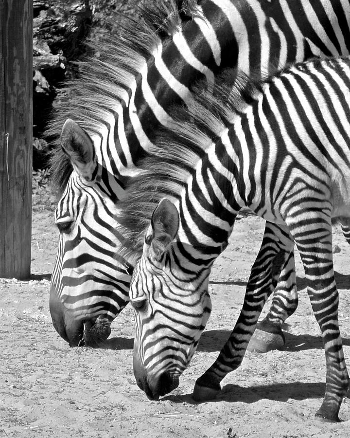 Black and White Like Mother Like Daughter Photograph by Carol Bradley
