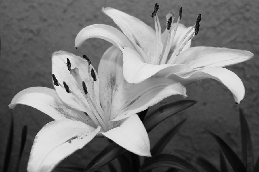 Black and White Lilies 1 Photograph by Amy Fose