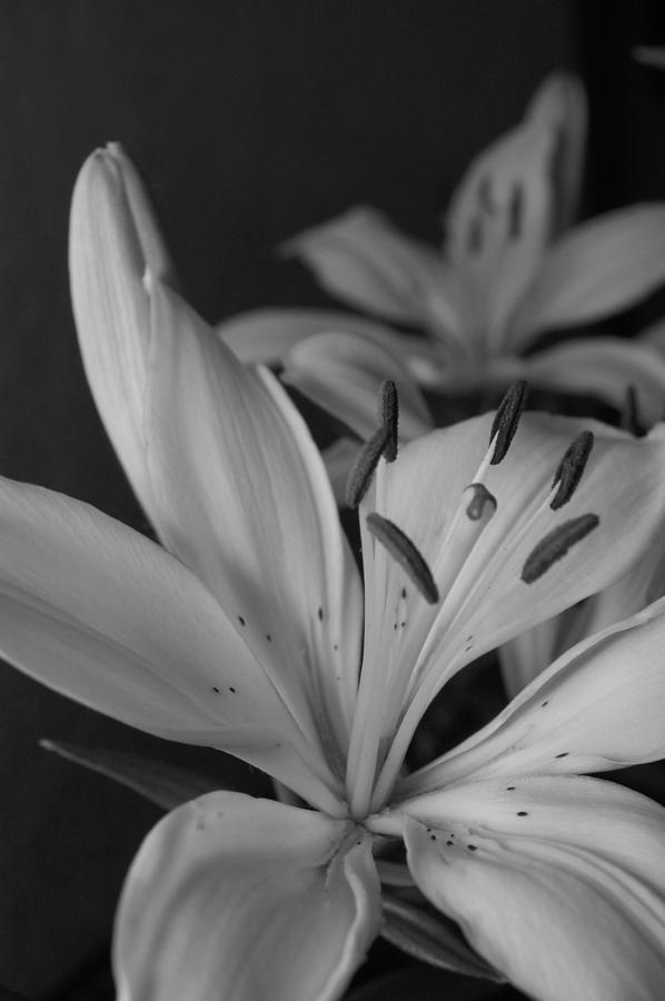 Flower Photograph - Black and White Lilies 2 by Amy Fose
