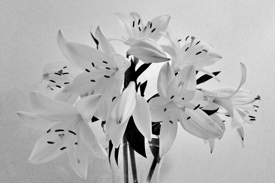 Black and White Lillies Photograph by Eileen Brymer