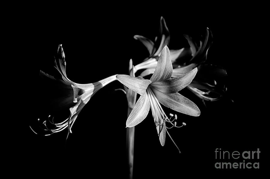 Black And White Lilly Photograph by Michelle Meenawong