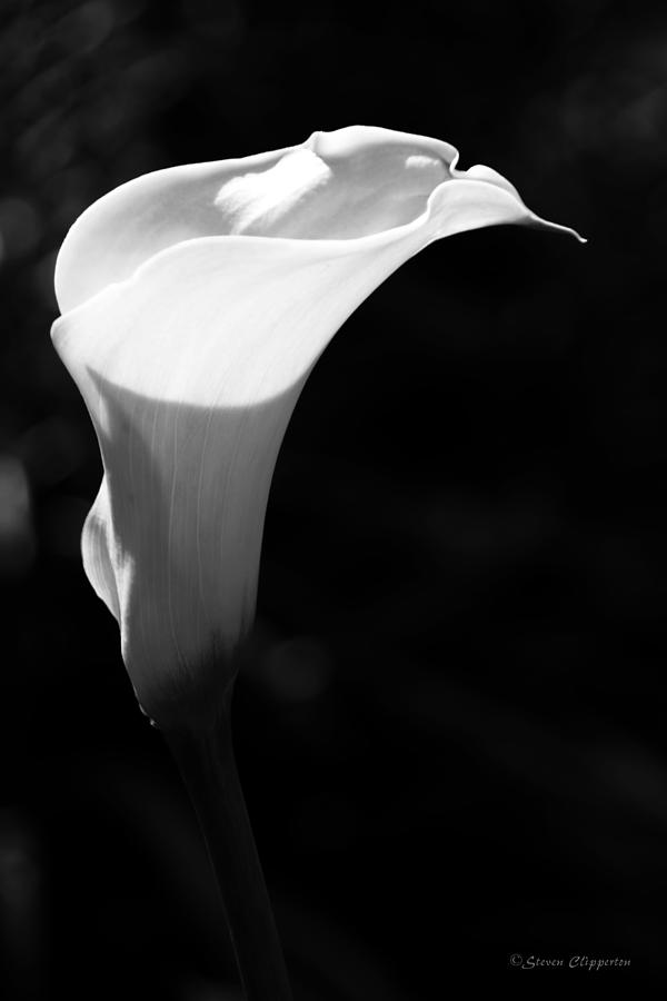 Black and White Lily 3 Photograph by Steven Clipperton