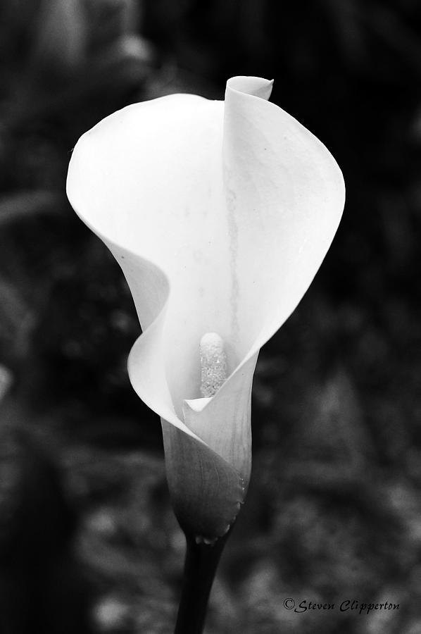 Black and White Lily 6 Photograph by Steven Clipperton