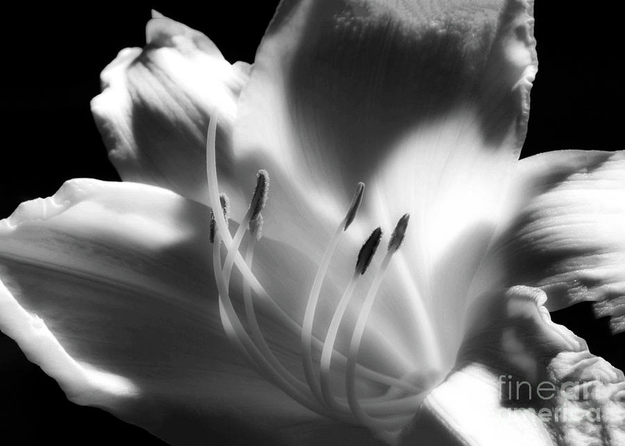 Black And White Lily Digital Art by Anthony Ellis