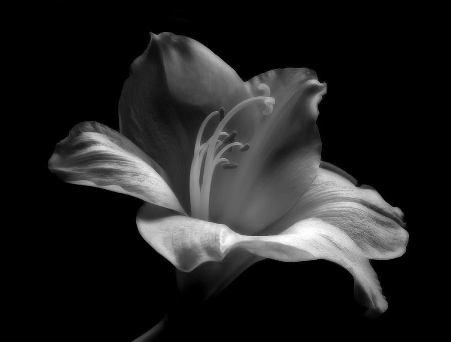 Black And White Lily Photograph By Artecco Fine Art Photography