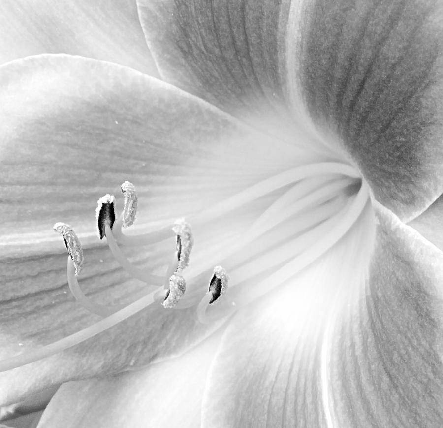 Black And White Lily Photograph