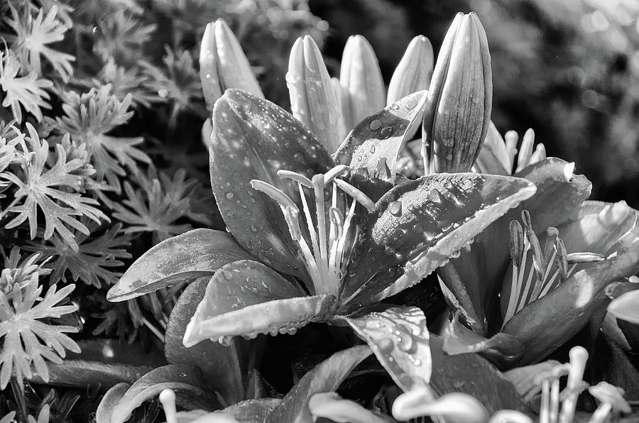Black and white lily Photograph by Debra Baldwin