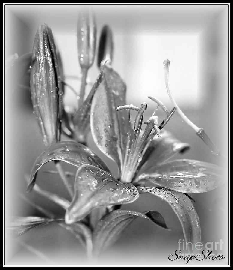 Black And White Photograph - black and White Lily by Emily Kelley