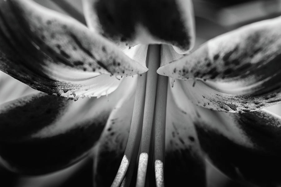 Black and White Lily Photograph by Jay Stockhaus