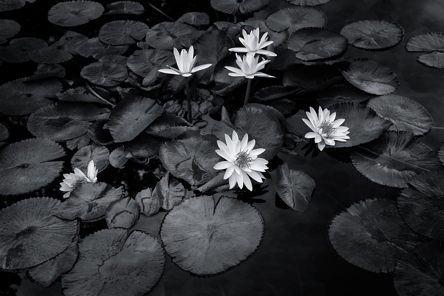 Black and White Lily Pond Sunset 4733 BW_2 Photograph by Steven Ward