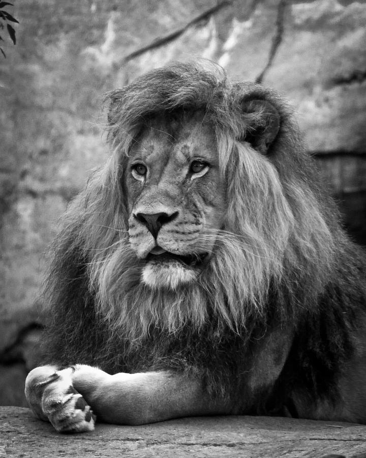 Black and White Lion Pose Photograph by Steve McKinzie