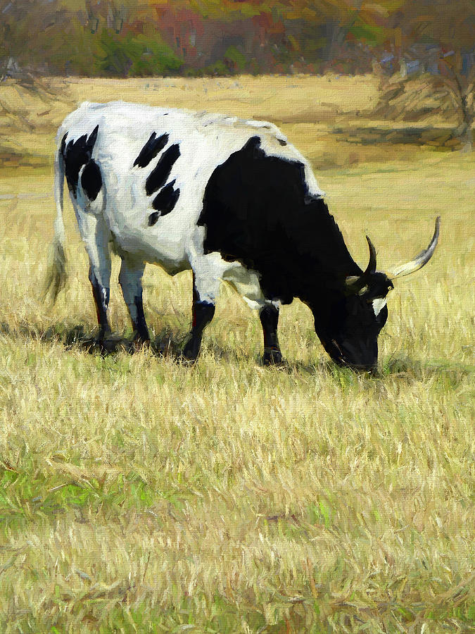 Black And White Longhorn Cow Grazing Painting by Ann Powell