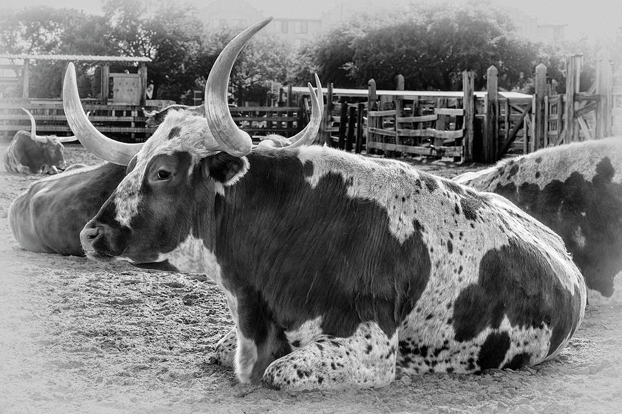 Fort Worth Photograph - Black and White Longhorn by Kelley King