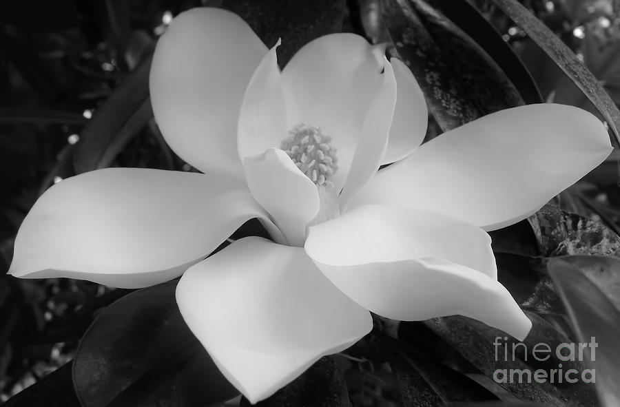 Black and White Magnolia Blossom Photograph by D Hackett