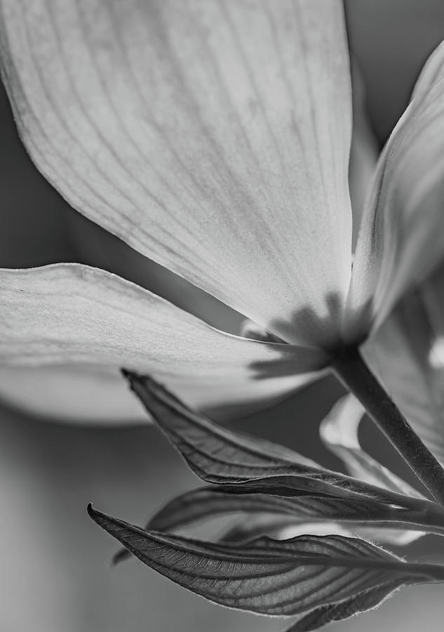 Black and White Magnolia Closeup Photograph by Bruce Pritchett