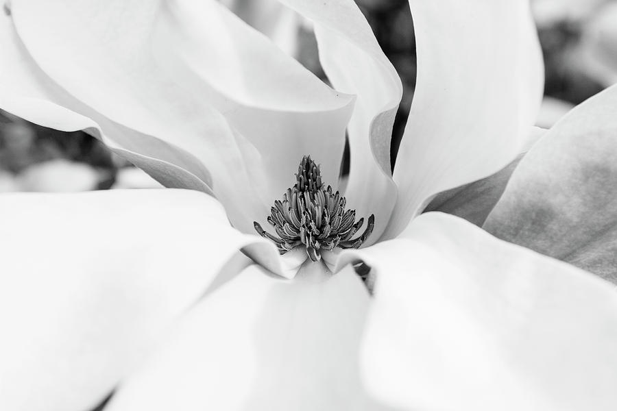 Black and White Magnolia Photograph by Mircea Costina Photography