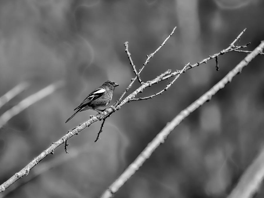 Black And White Photograph - Black and white Male Common chaffinch by Leif Sohlman