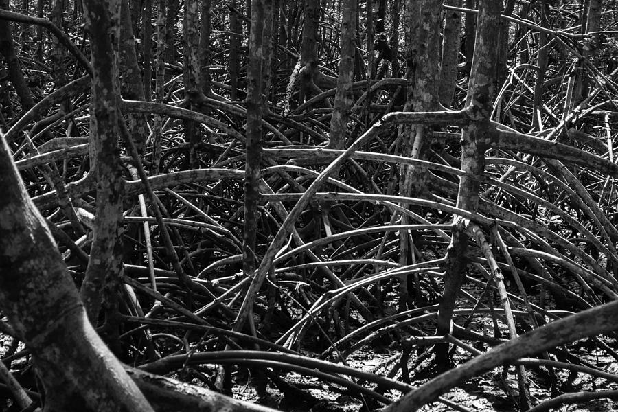 Black and White Mangrove Photograph by Victor Fernandes