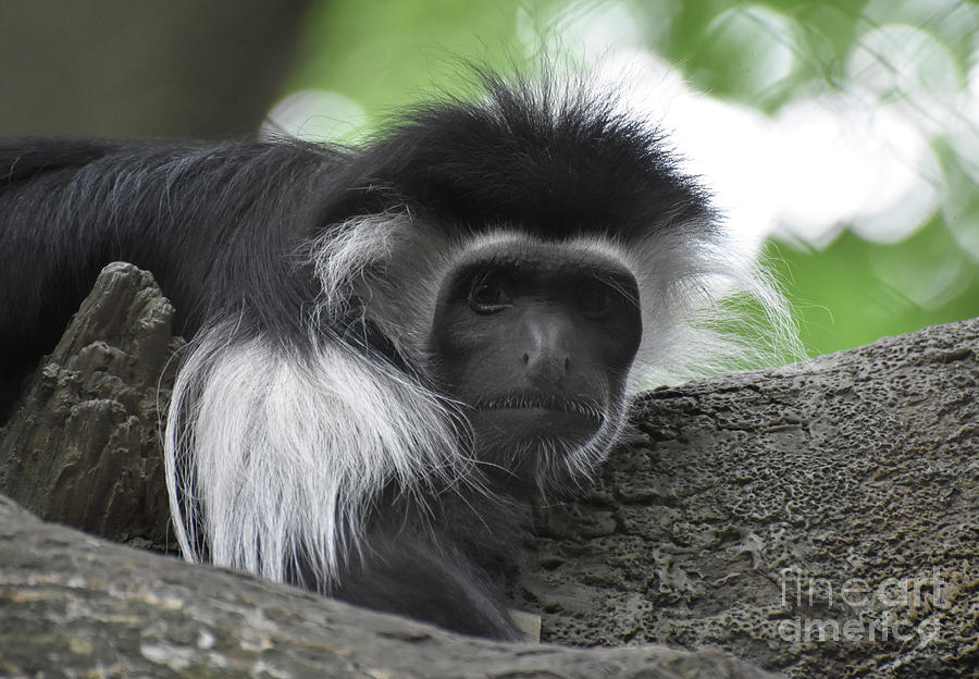 Black and White Mantled Colobus Monkey Staring Back  Photograph by DejaVu Designs
