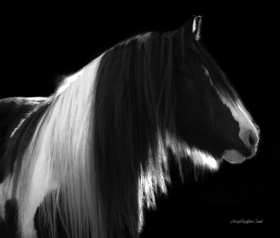 Black and White Mare Photograph by Terry Kirkland Cook