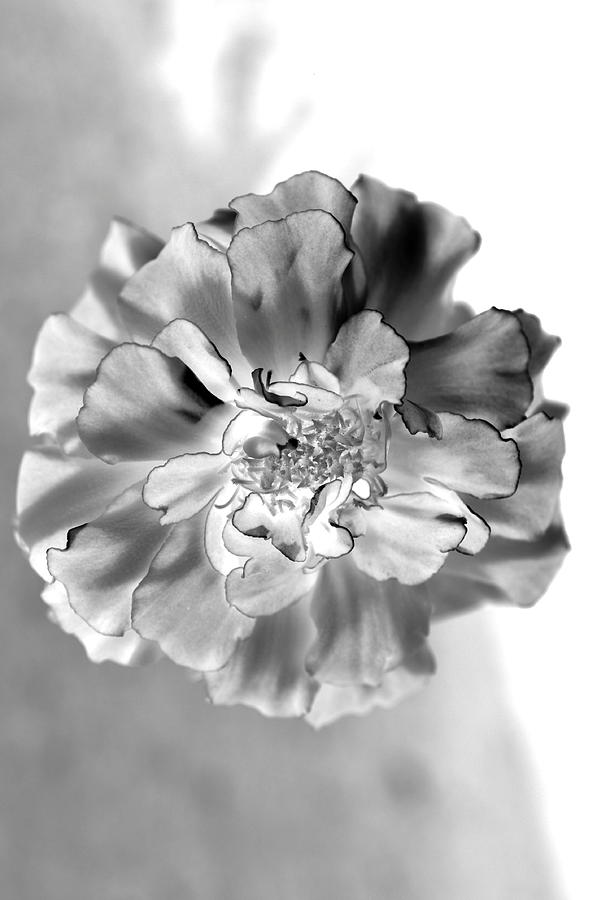 Black and White Marigold Photograph by Christine Ricker Brandt - Fine ...