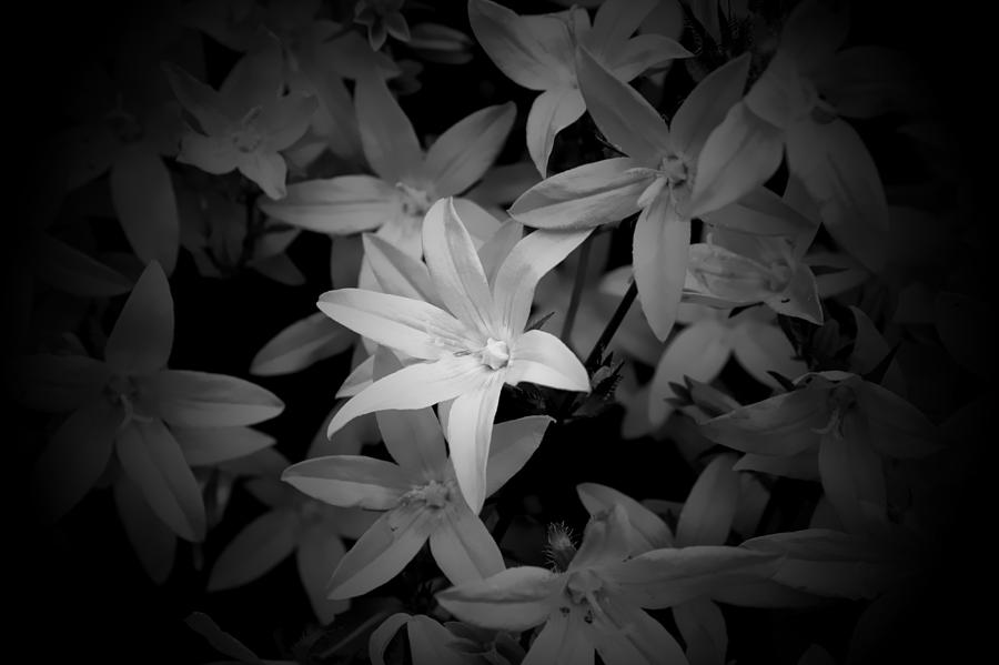 Black and White Photograph by Milena Ilieva